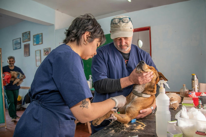 Veterinary